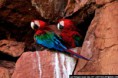 /album/en-chapada-dos-guimaraens/en-araras-jpg/