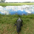 /album/en-passeios-com-turistas-no-pantanal/en-a561293-10151012654318649-1770578961-n-jpg/