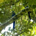 /album/en-passeios-com-turistas-no-pantanal/en-a580877-10151012653833649-1862171188-n-jpg/