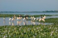/album/en-passeios-com-turistas-no-pantanal/en-dsc-1287-tuiuius-1-jpg2/