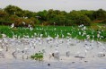 /album/en-passeios-com-turistas-no-pantanal/aves-jpg/